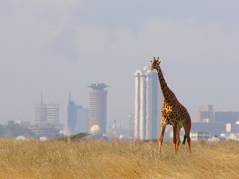 a_lone_giraffe_in_nairobi_national_park