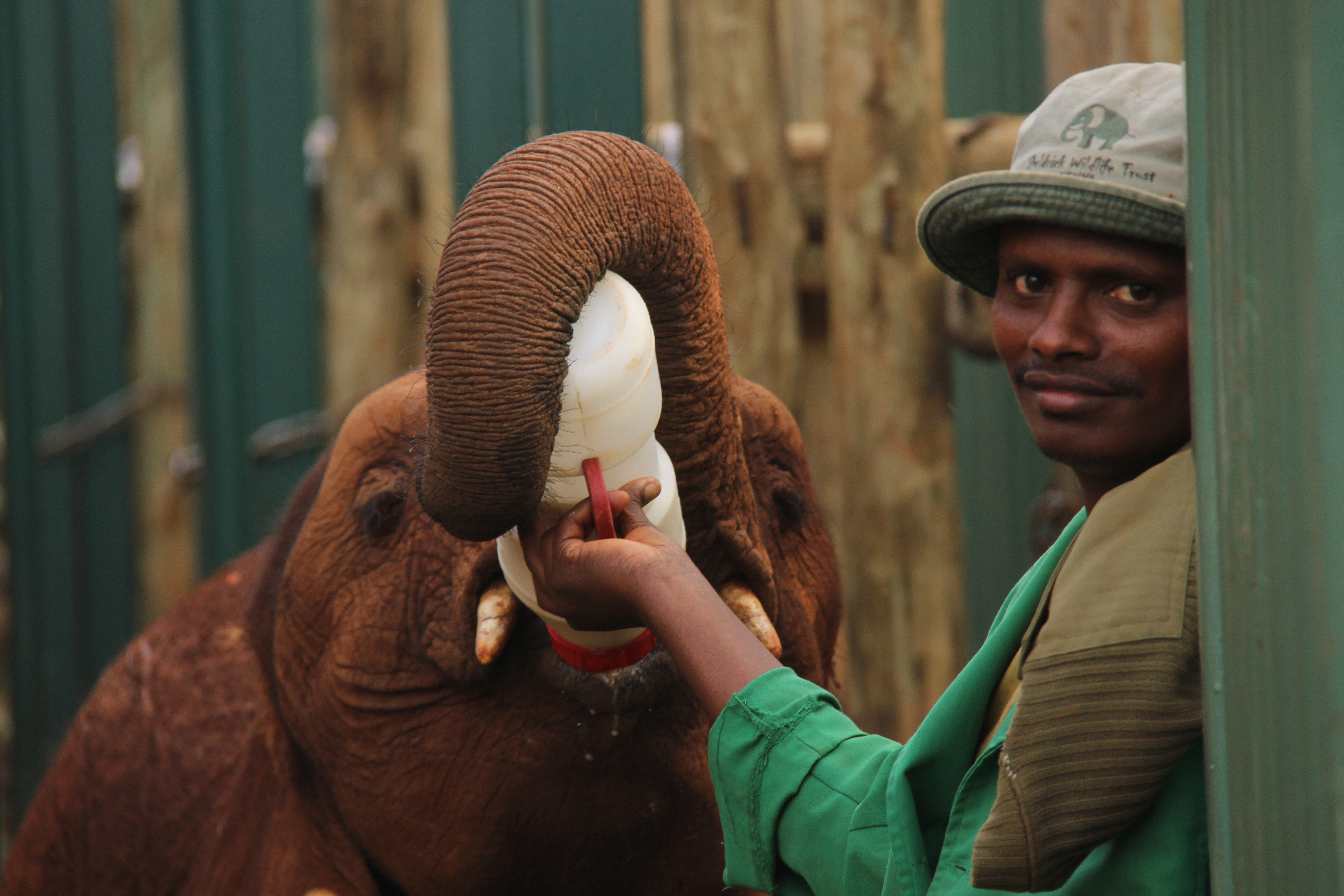 ivory_orphans_of_kenya_2013